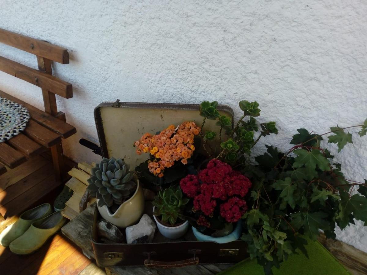 Bed & Breakfast Dolomiti Bey Haus Pinter Assling Exteriér fotografie